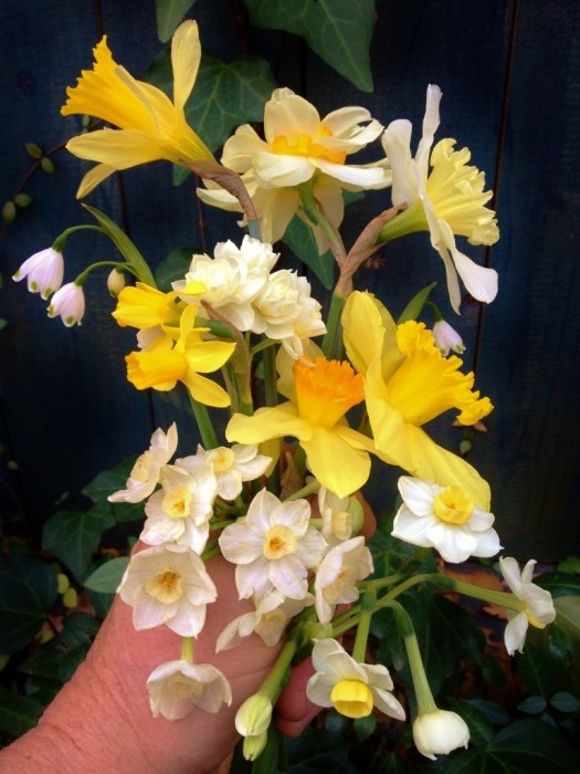 Some of Felder's great-grandother's daffodils (and one summer snowflake on the left)