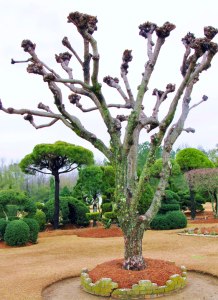 Ancient Crape Myrtle Pollarded in Japanese Shinto Temple