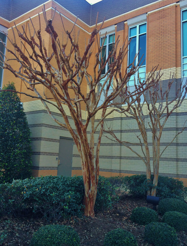 Correctly Pruned Crape Myrtle