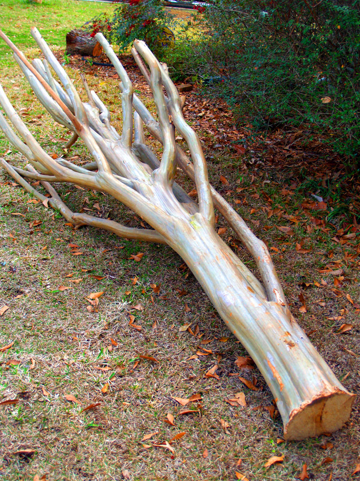 Crape Myrtle Cut Completely Down