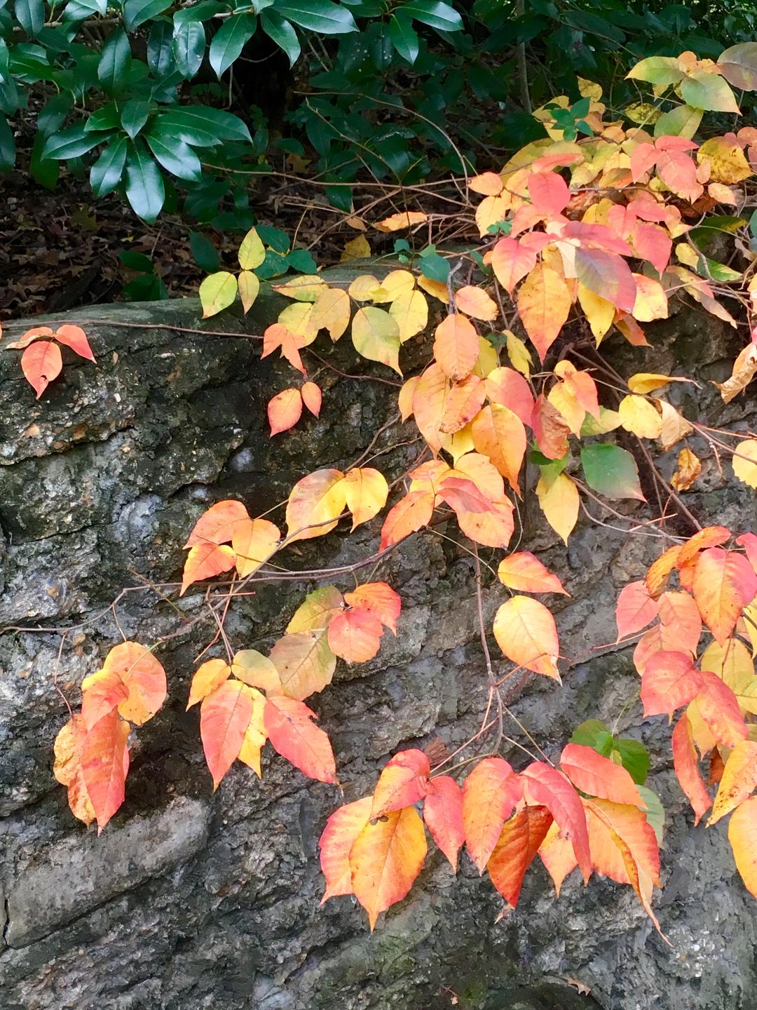 Posion ivy has gorgeous fall colors