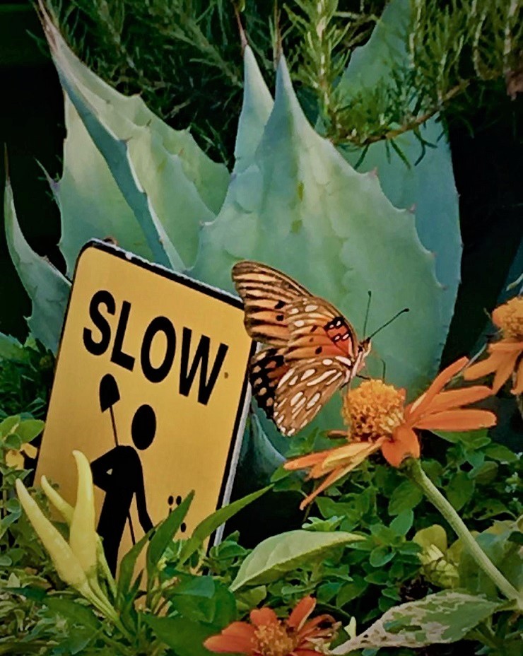 Moving Pollinator Garden