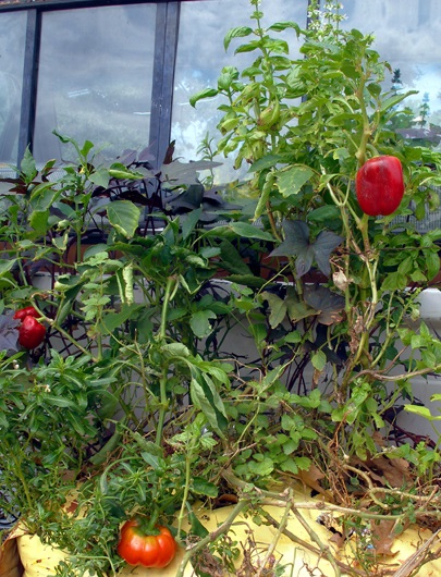 Second Iteration with Larger Bag of Soil