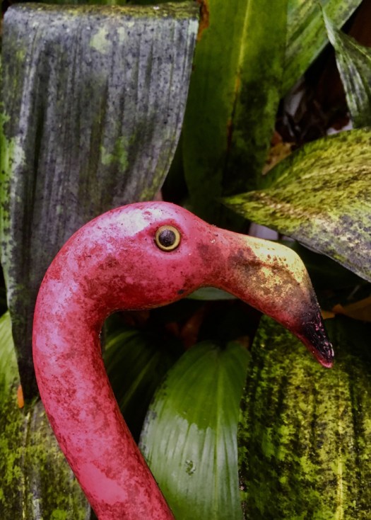 Sooty Mold Patina on Pink Flamingo