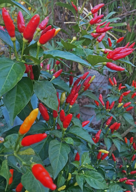 Beautiful Red, Yellow, and Orange peppers