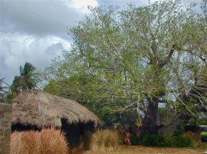 Traditional Hut with Baobab Tree