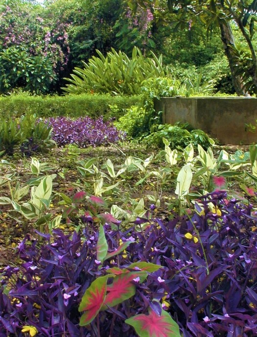 Vignette from Aburi Botanical Gardens