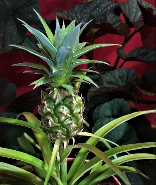 small pineapple growing out of old pineapple