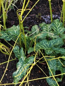 Winter foliage of painted Arum