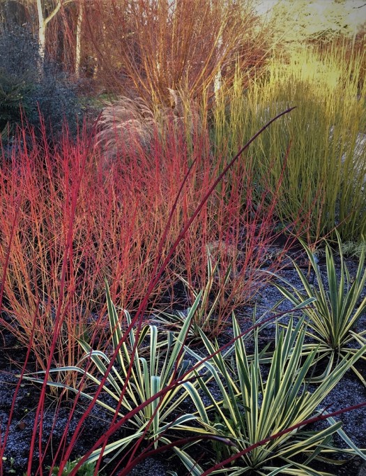 Yucca 'Bright Edge' provides excellent midwinter texture and color