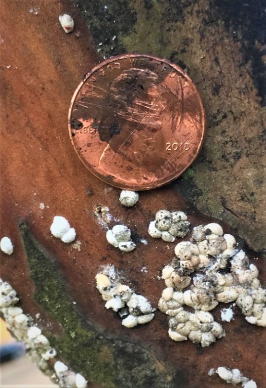 Closeup of crape myrtle bark scale