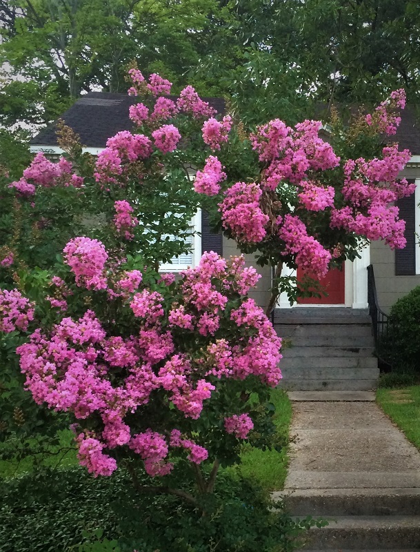 Crape Myrtle