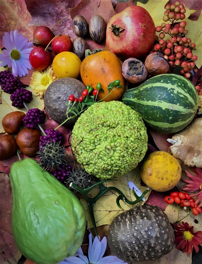 Fall's Balls resized