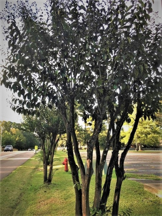 Seriously infested trees - all black