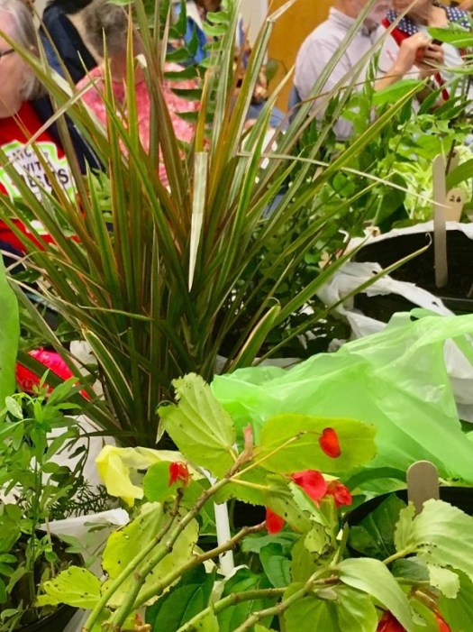 Sheer assortment of plants is garden boggling