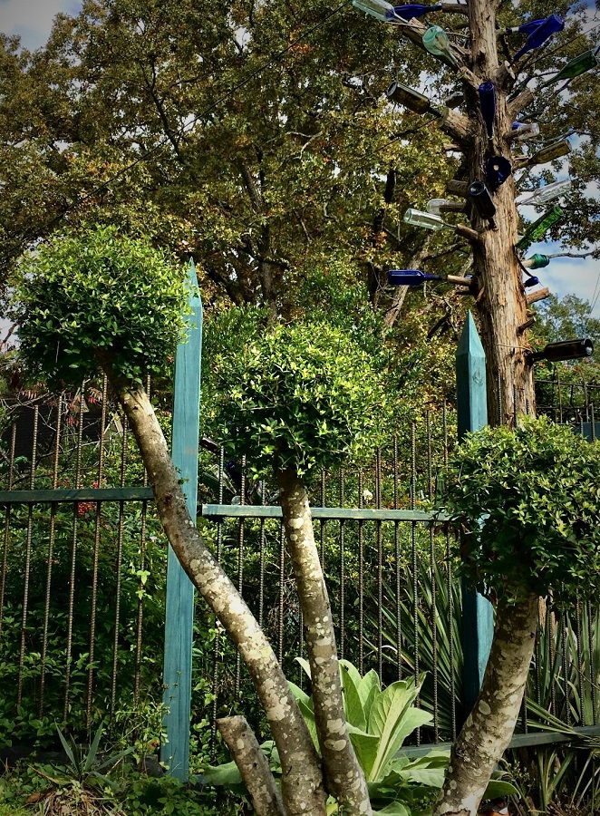 Yaupon Poodle and bottle tree (1)