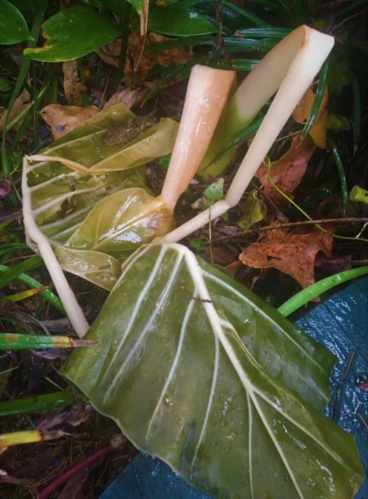 Booglified Elephant Ears