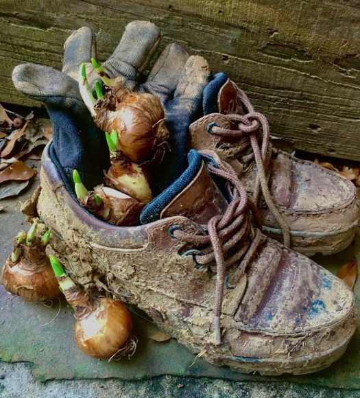 Mudding in some bulbs