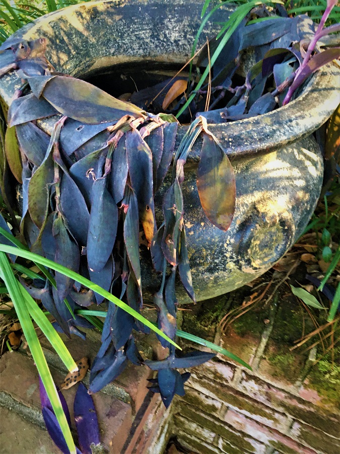 Purple Heart (Tradescantia pallida) drips at first freeze