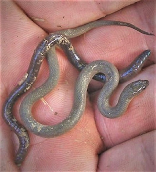 Earthworm and Baby Earth Snake