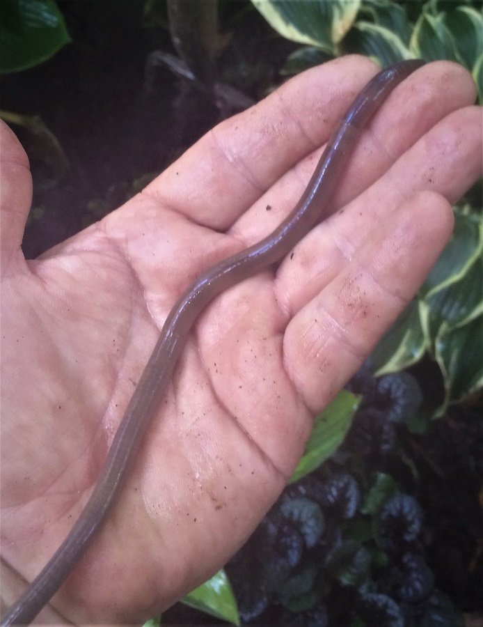 Night Crawler Earthworm from My Garden
