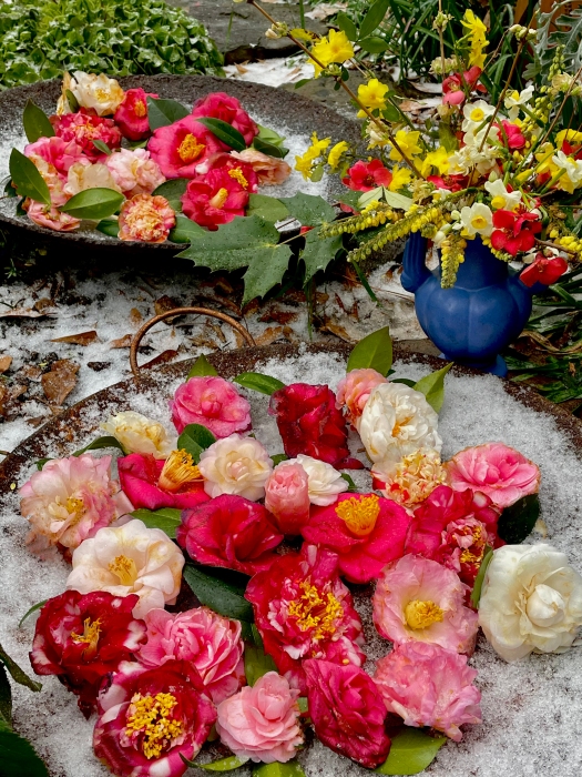 Camellias and other mid-winter flowers in the South