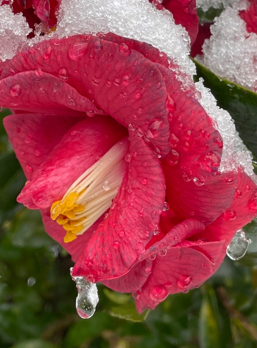 frozen Camellia japonica with ice