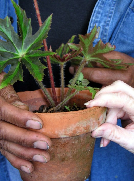 Hands sharing a plant