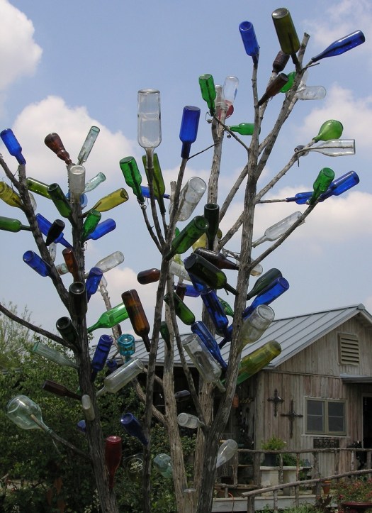 Bottle tree from Maverick Gardeners