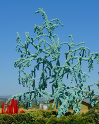 Blue ball tree Sonoma CA