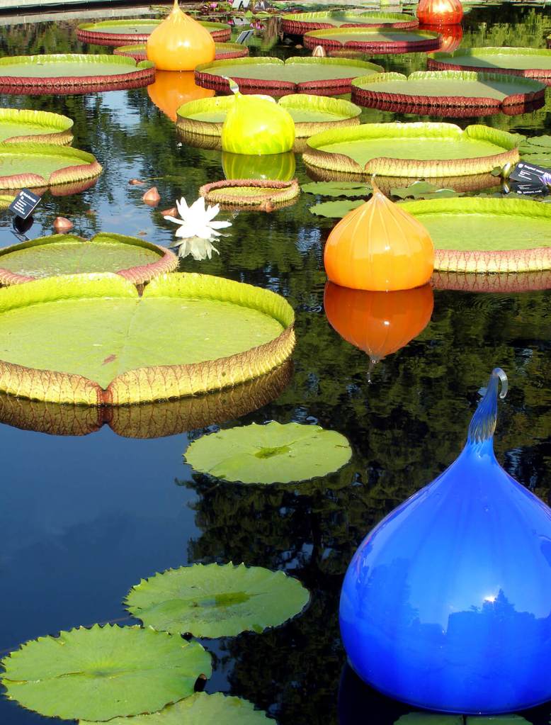 Dale Chihuly floating glass, St Louis Botanical Garden