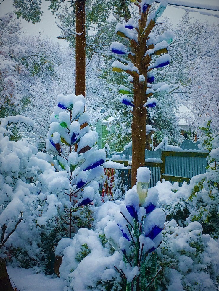 Felder's snowy bottle trees, including the tallest in Mississippi