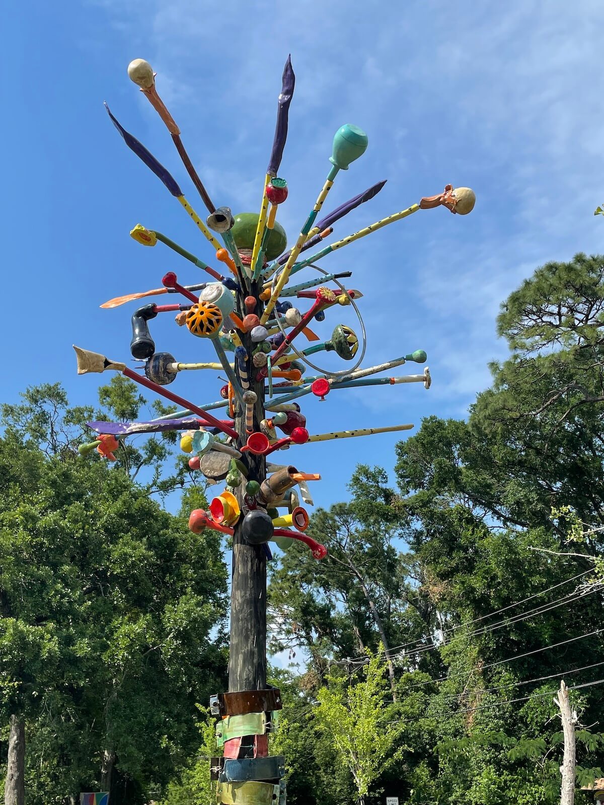 その他観葉植物 BOTTLE Tree Biggest (tallest) Bottle Tree in Mississippi – Felder Rushing's Blog