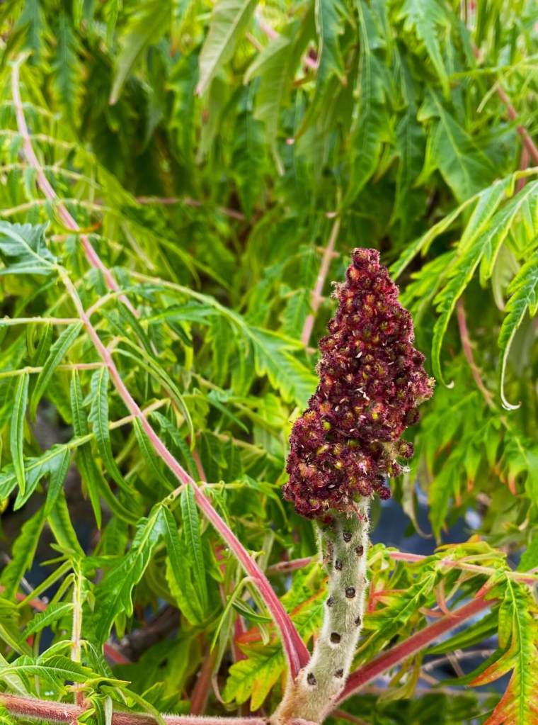 Staghorn sumac