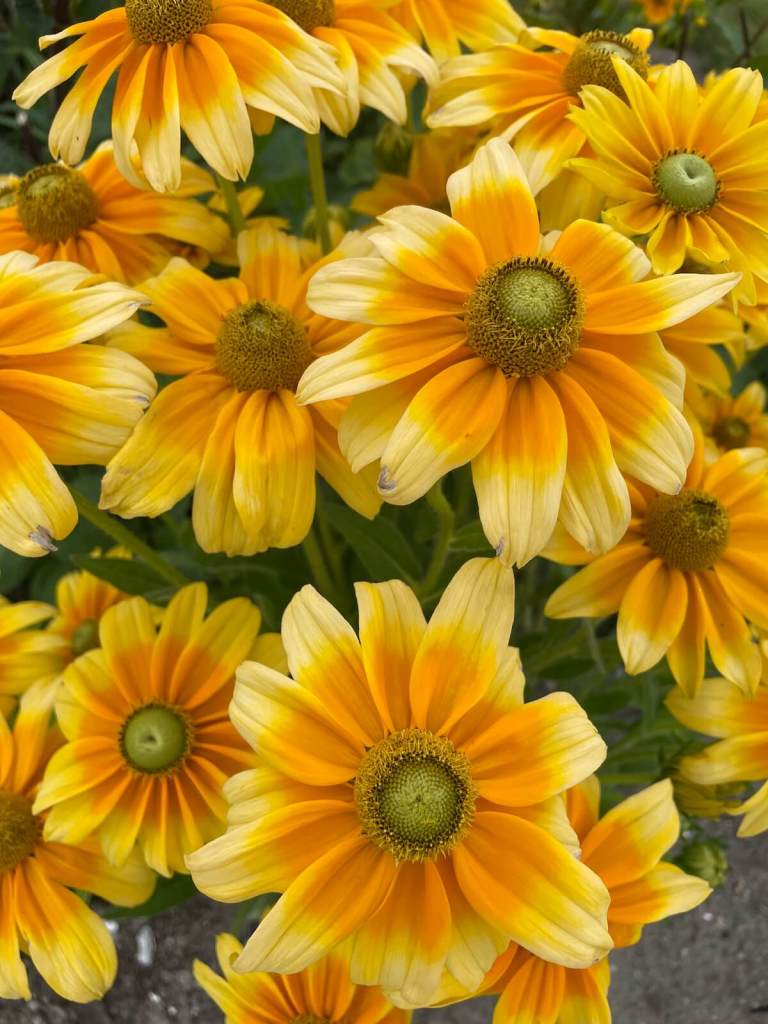 Rudbeckia 'Prairie Sun'