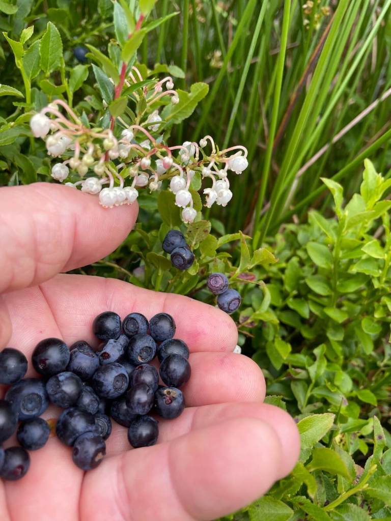 Bilberries aka wimberries