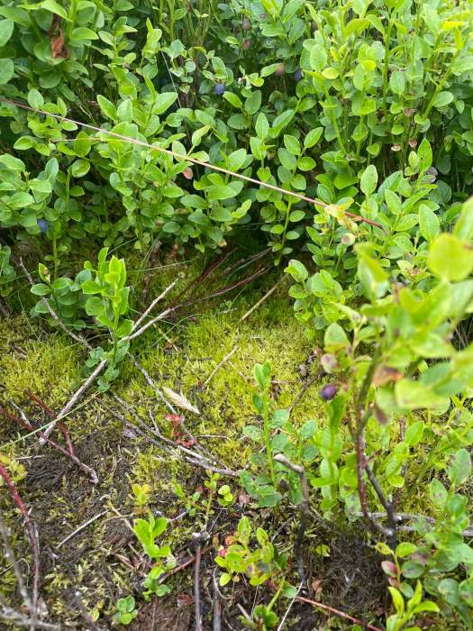 Bilberry plants in sphagnum moss