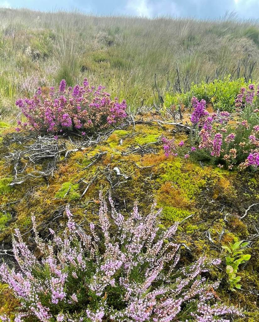 Heathers quickly returned to burned or disturbed peatlands