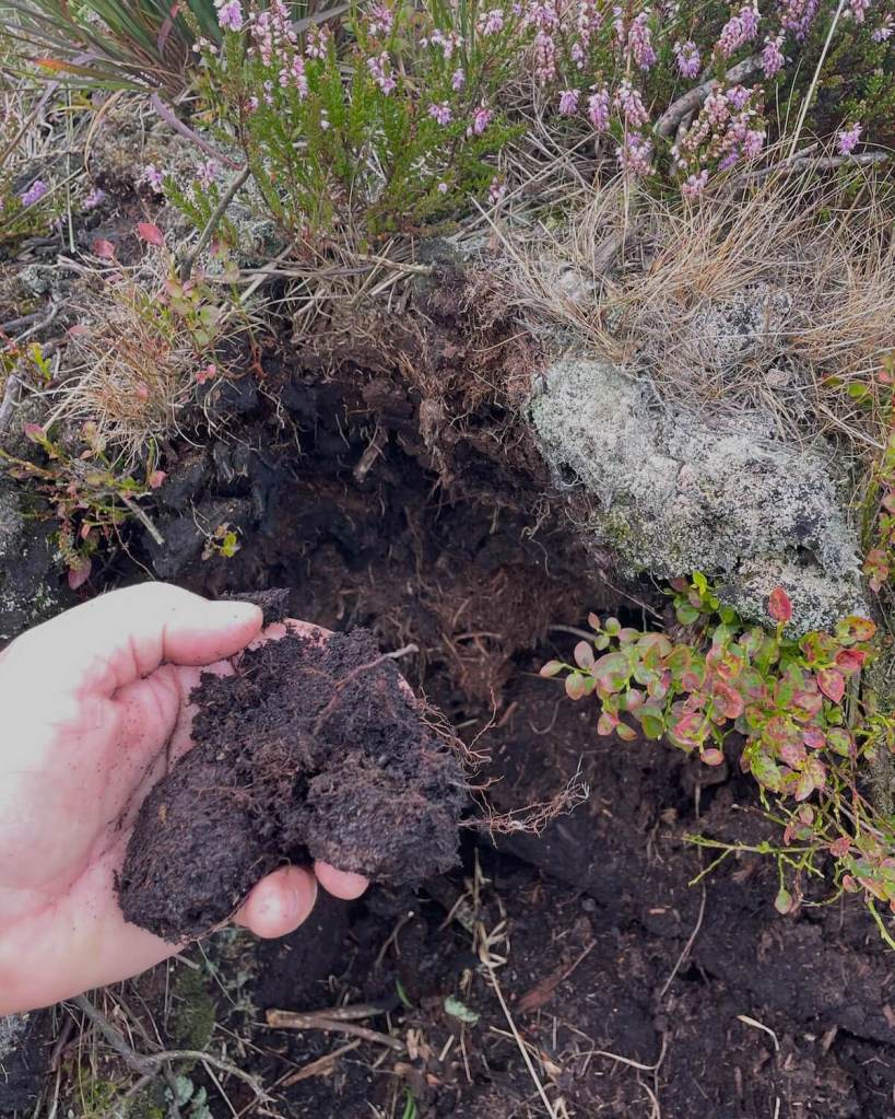 Peat is compressed dead moss