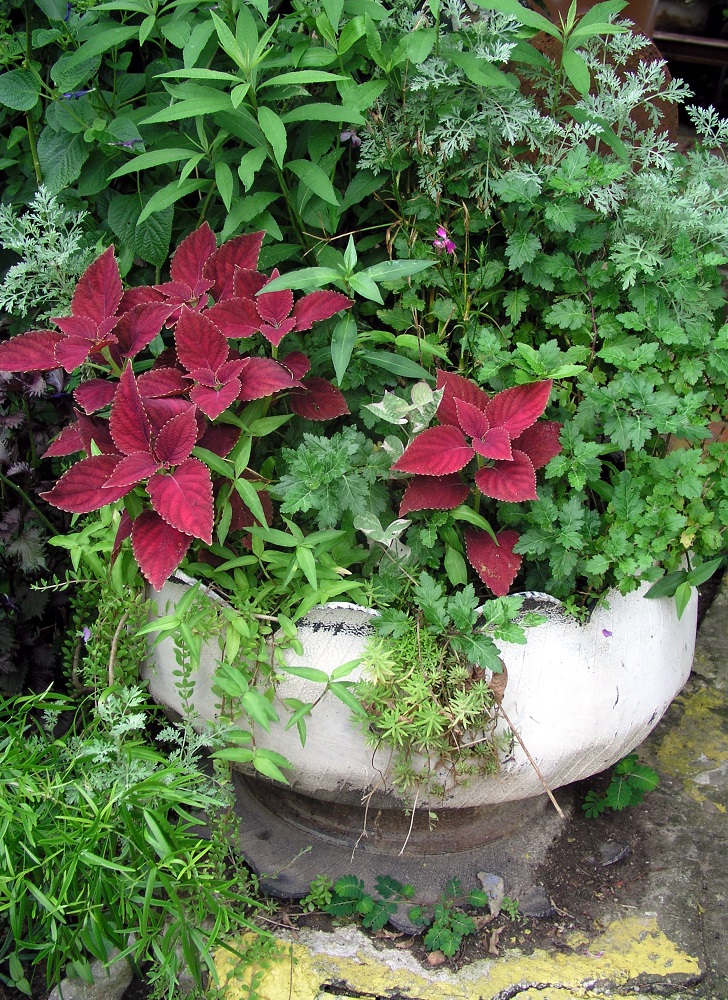 Dr Dirt's tire planter