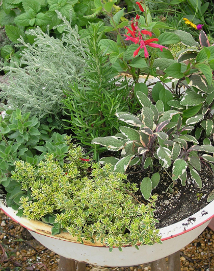 Dish pan planted with herbs