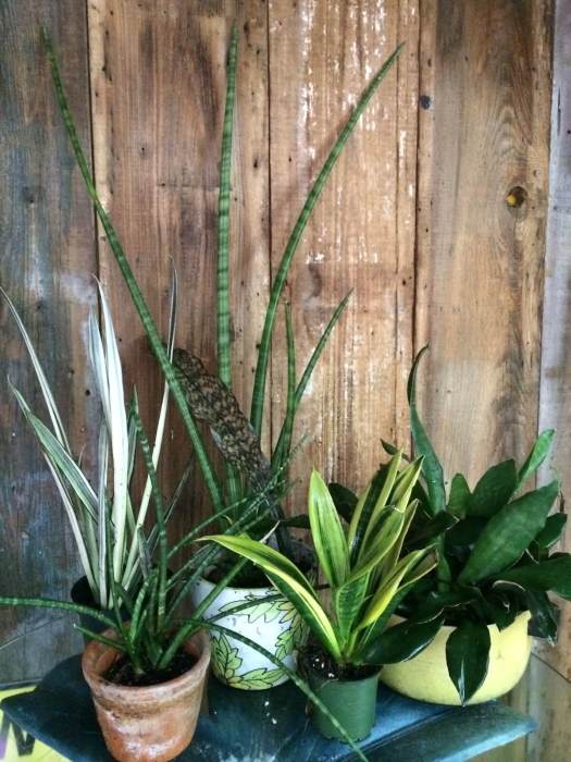 A few of Felder's Sansevierias