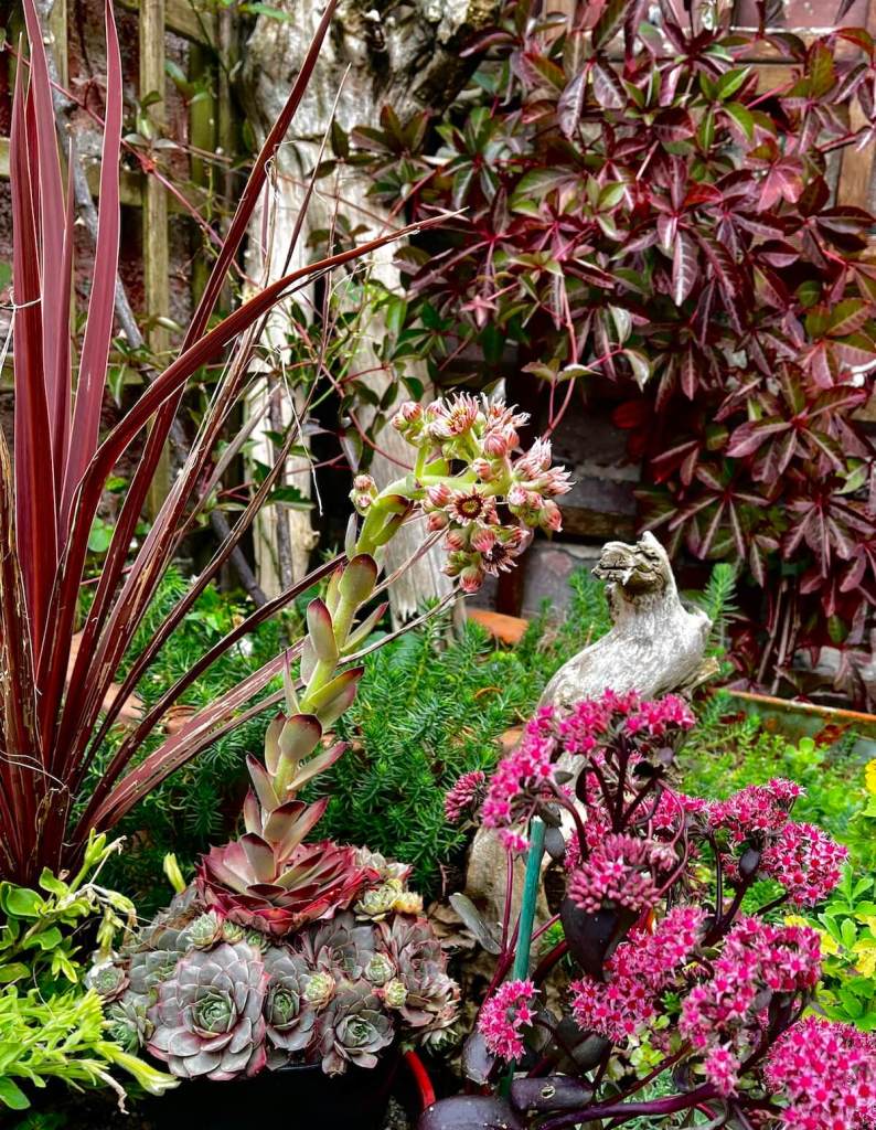 Burgundy Sempervivum and Sedum