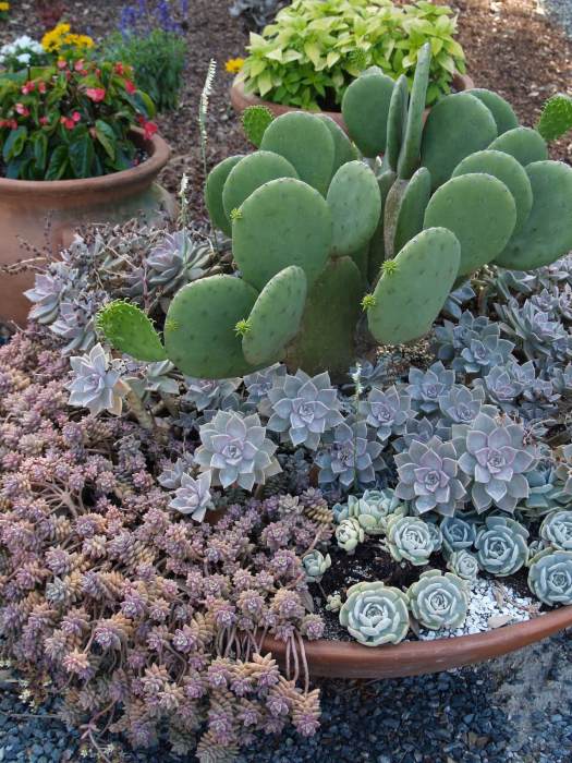 Container of hardy succulents