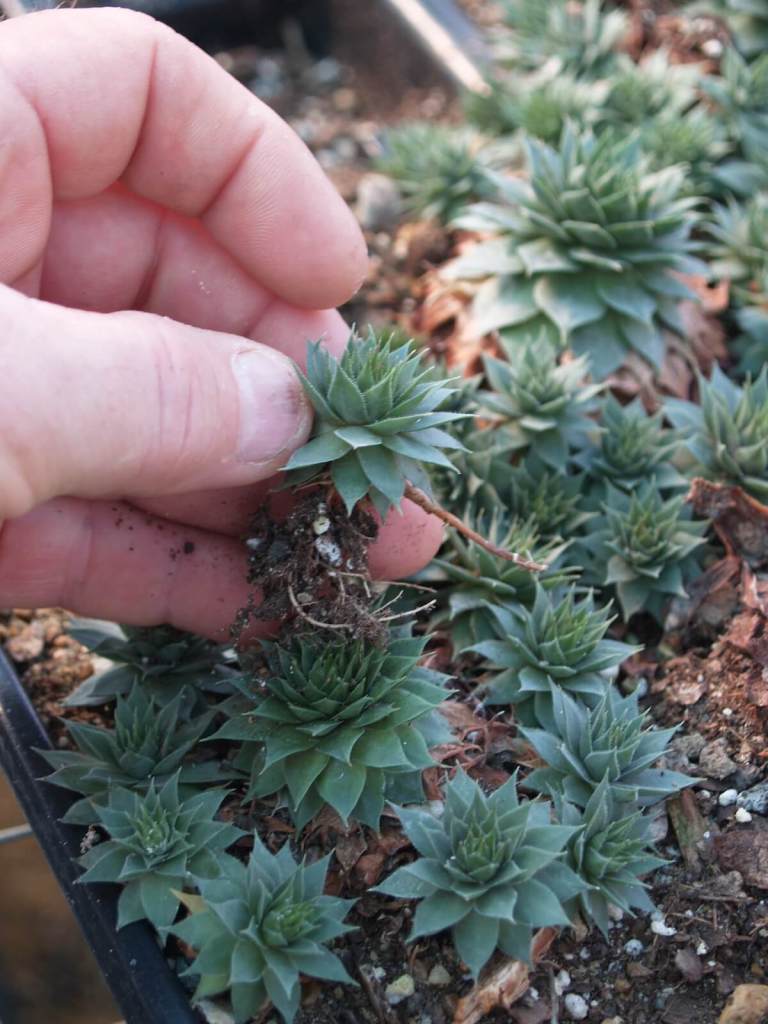 Dividing offsets for planting