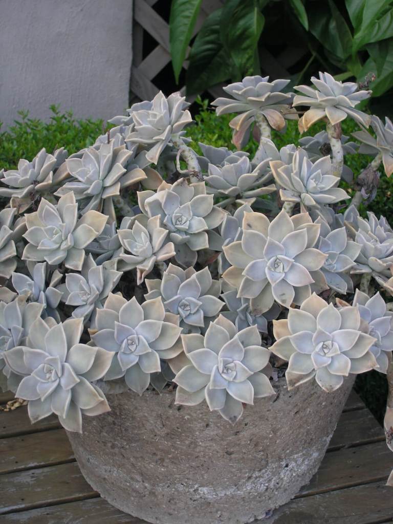 Hens and chicks or ghost plant - Graptopetalum