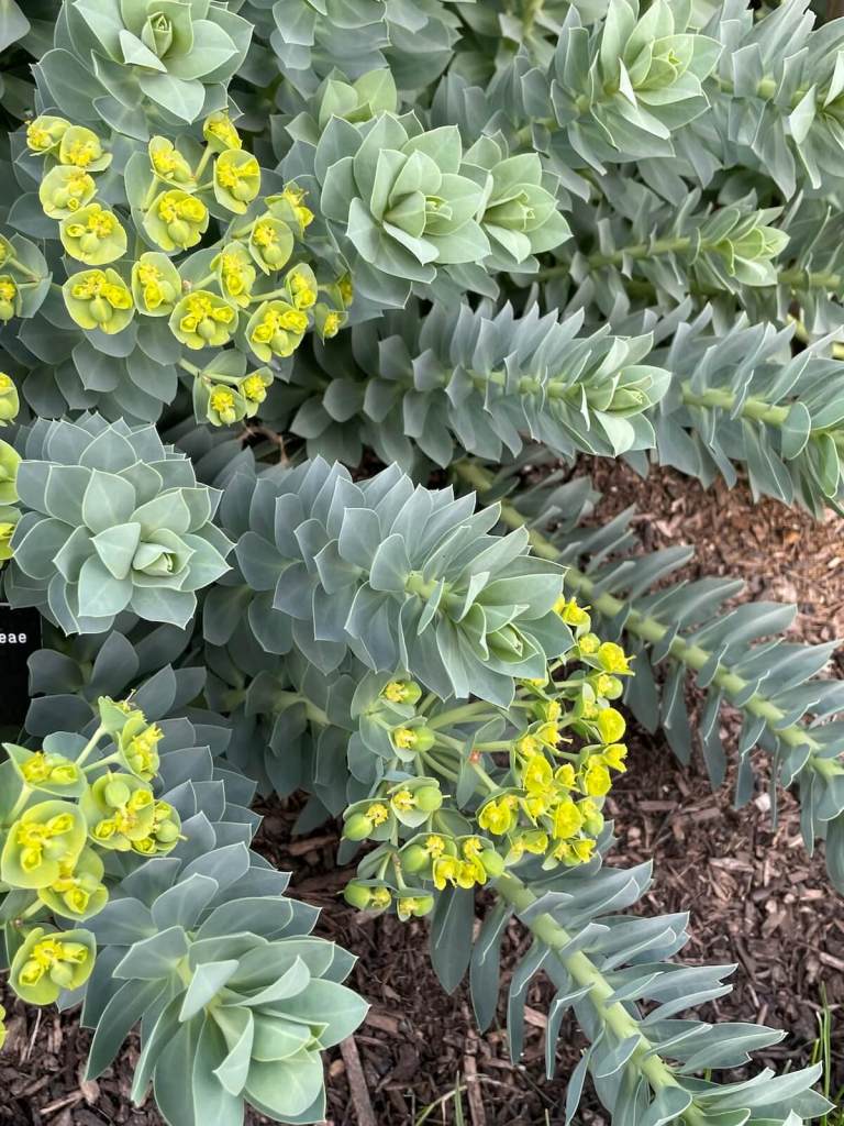 Myrtle spurge - Euphorbia myrsinites
