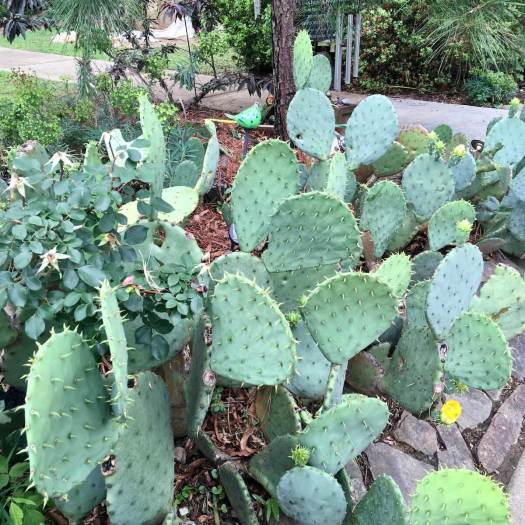 Prickly pear (Opuntia)