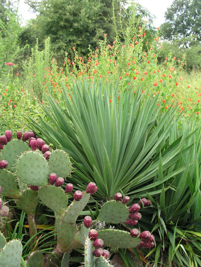 Prickly pear, yucca, and turk's turban Malvaviscus in Fort Worth