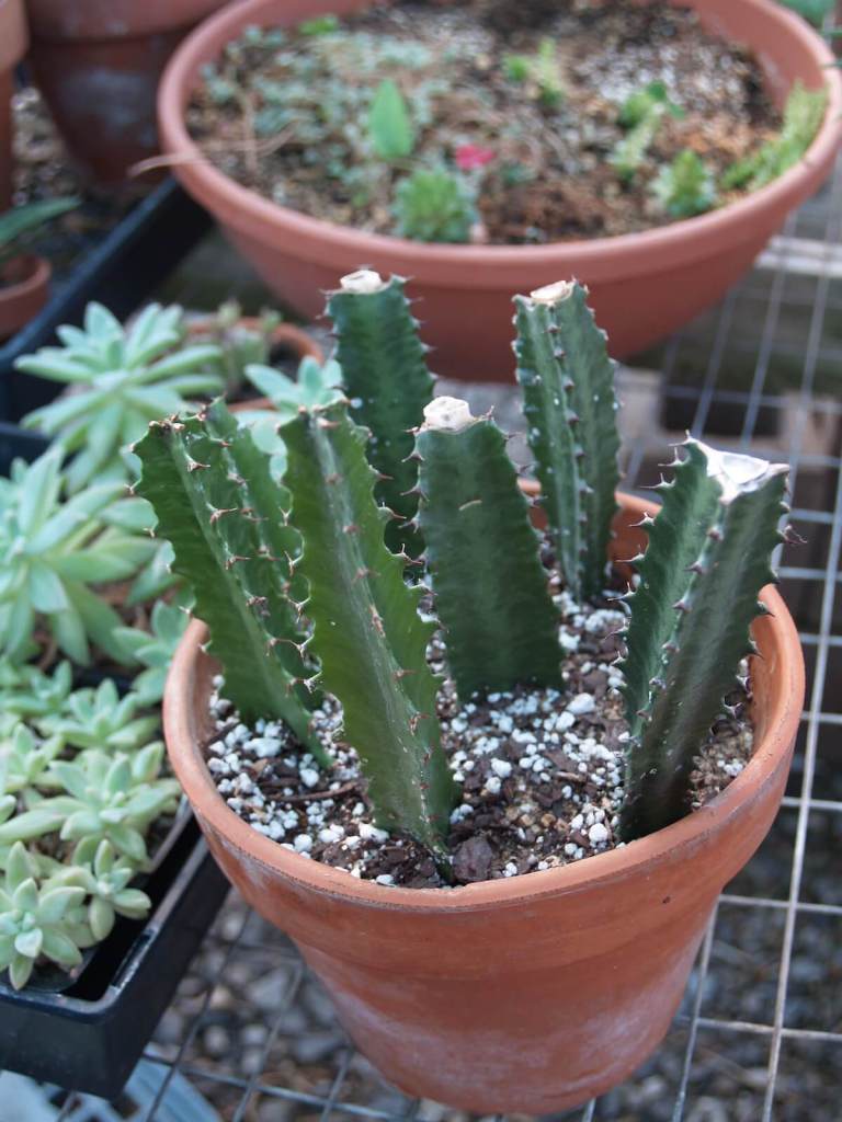 Rooting succulent stems